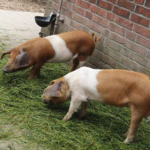 Grimberger Hof farm area - Husumer red pied pigs (Sus domesticus), 2024-08-05