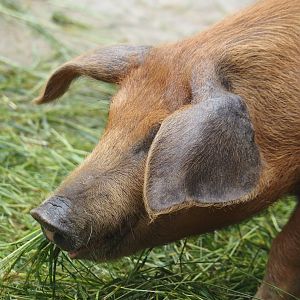 Grimberger Hof farm area - Husumer red pied pig (Sus domesticus), 2024-08-05