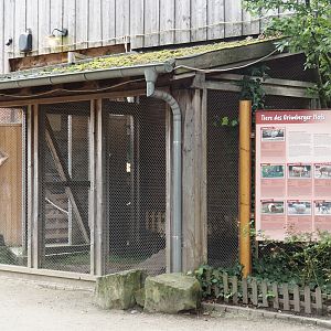 Grimberger Hof farm area - Domestic guinea pig exhibit, 2024-08-05