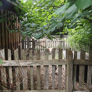 Grimberger Hof farm area - Petting zoo separation paddock, 2024-08-05