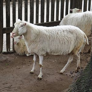 Moorschnucke or White Polled Heath sheep (Ovis aries), 2024-08-05