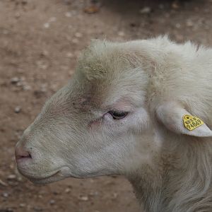 Moorschnucke or White Polled Heath sheep (Ovis aries), 2024-08-05