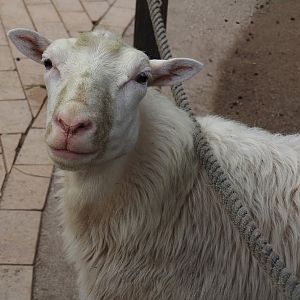 Moorschnucke or White Polled Heath sheep (Ovis aries), 2024-08-05