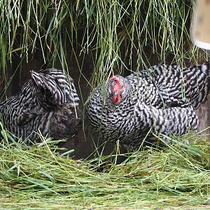 Deutscher Sperber chickens (Gallus domesticus), 2024-08-05