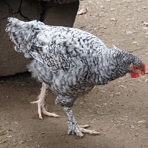 Deutscher Sperber chicken (Gallus domesticus), 2024-08-05