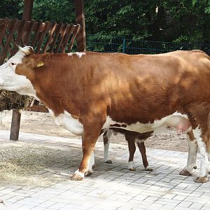 Hinterwald cow with calf (Bos taurus taurus), 2024-08-05