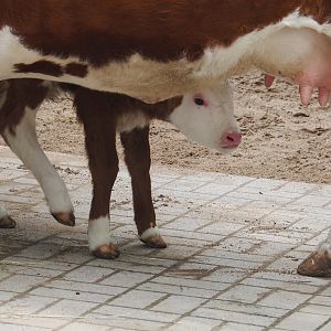 Hinterwald cow with calf (Bos taurus taurus), 2024-08-05