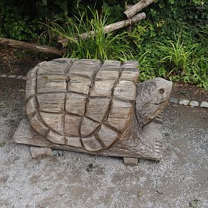 Tortoise wood carving, 2024-08-05