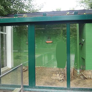 Tortoise garden - African spurred tortoise house, 2024-08-05