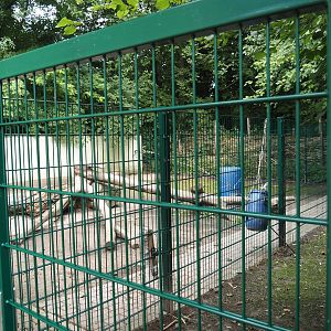 Tortoise garden - Off-show paddock next to tortoise house, 2024-08-05