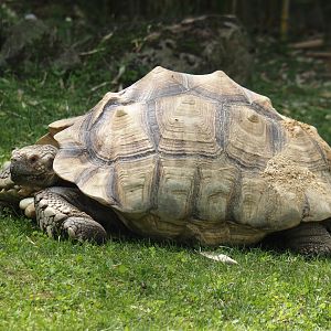 African spurred tortoise (Centrochelys sulcata), 2024-08-05