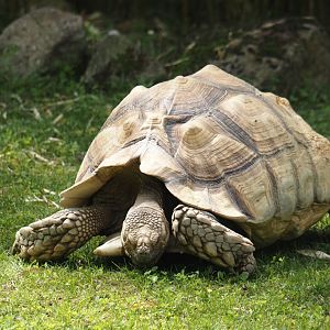 African spurred tortoise (Centrochelys sulcata), 2024-08-05