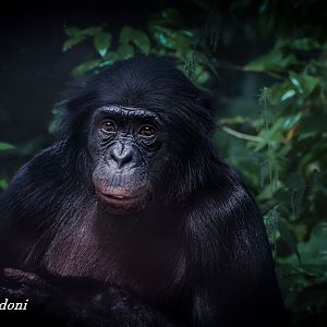 Bonobo
