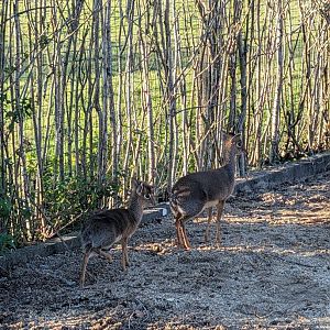 Dik-dik Young and Mother