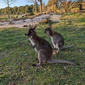 Bennett's Wallabies