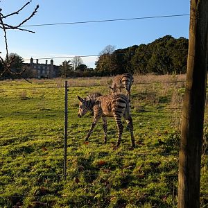 Hartmann's Mountain Zebra Foal