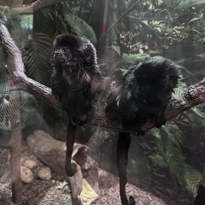 Small Mammal House- Goeldi’s Monkey- Nora- Benji