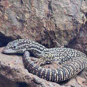 Reptile Discovery Center- Ridgetail monitor