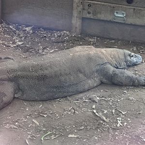 Reptile Discovery Center- Komodo dragon- Murphy