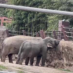 Elephant Trails- Asian elephant- Swarna- Bozie