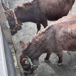 Kids Farm- Miniature donkey- Pat- Giuseppe