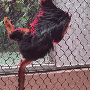 Small Mammal House- Golden-headed lion tamarin