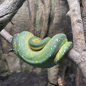 Reptile Discovery Center- Green tree python