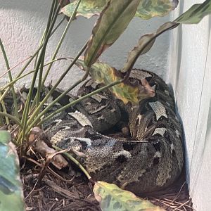 Reptile Discovery Center- Rhinoceros viper