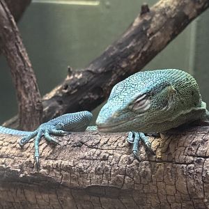 Reptile Discovery Center- a VERY OLD emerald tree monitor