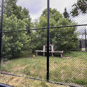 mountain lion enclosure