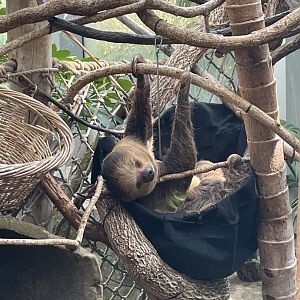Linne’s Two-Toed Sloth