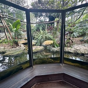 Fishing Cat Exhibit