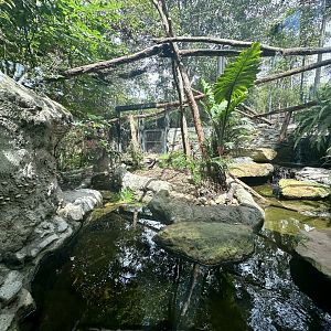 Fishing Cat Exhibit