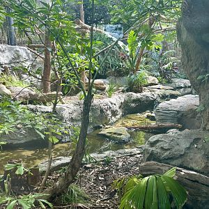 Fishing Cat Exhibit