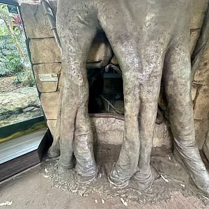 Fishing Cat Exhibit (Cave)