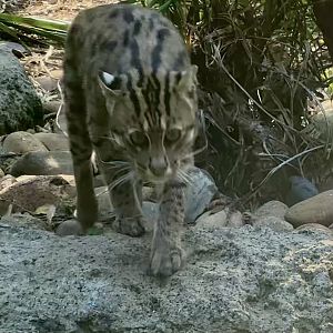 Maew (Fishing Cat)