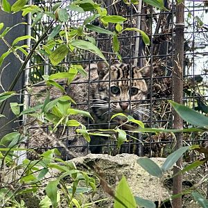 Maew (Fishing Cat)