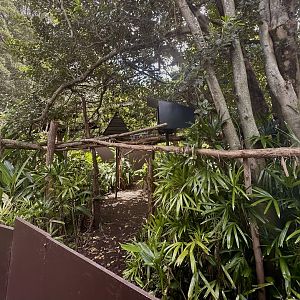 Binturong Exhibit