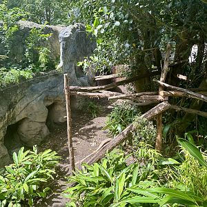 Binturong Exhibit