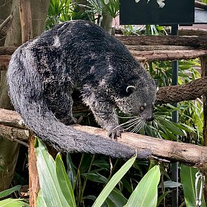 Binturong (Arctictis binturong)