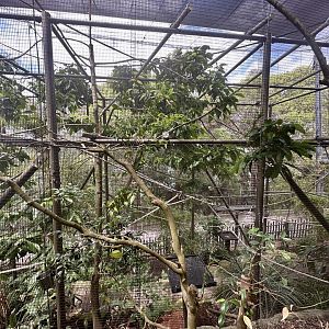 Front of Bolivian Squirrel Monkey Exhibit