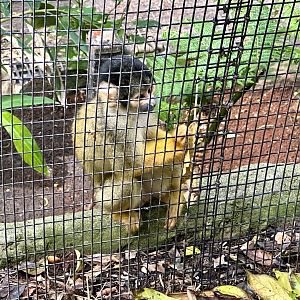 Bolivian squirrel monkey (Saimiri boliviensis)