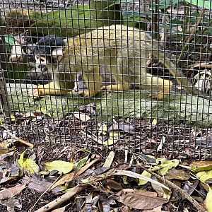 Bolivian squirrel monkey (Saimiri boliviensis)