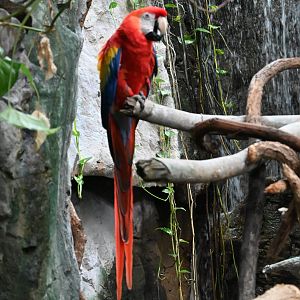 Macaw
