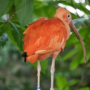 Scarlet Ibis