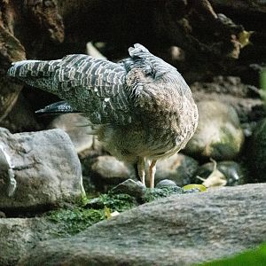 Sunbittern