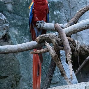 Macaw