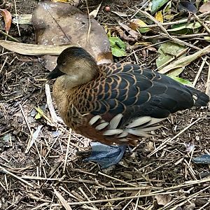 Wandering whistling duck (Dendrocygna arcuata)