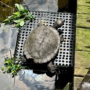 Saw-shelled turtle (Myuchelys latisternum)