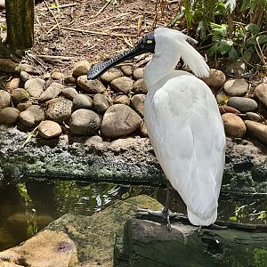 Royal spoonbill (Royal spoonbill)